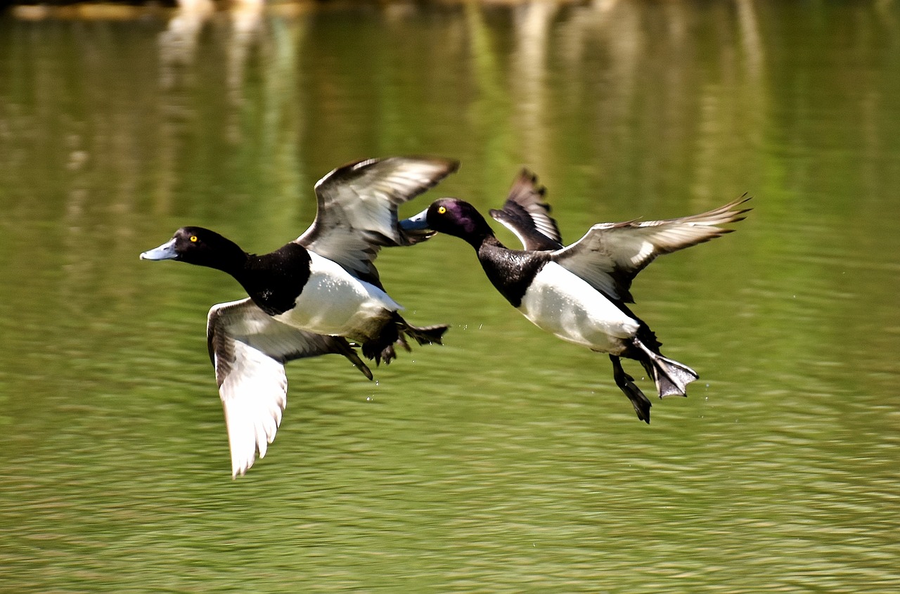 Image - tufted duck ducks play action cute