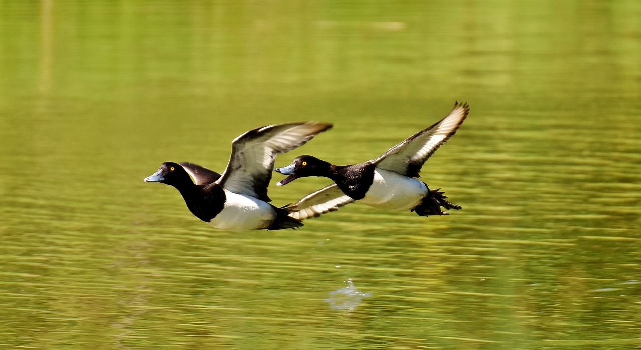 Image - tufted duck ducks play action cute