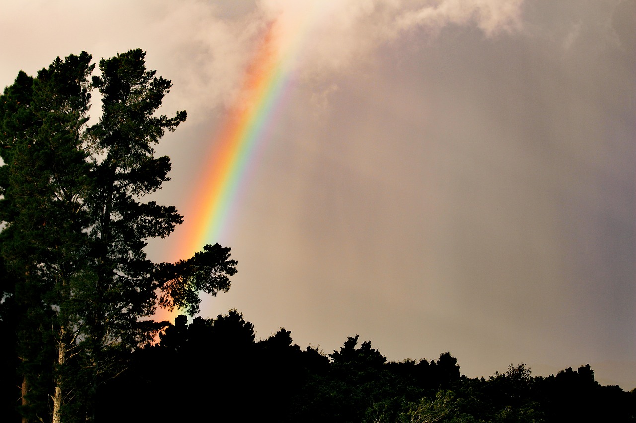 Image - rainbow nature tree contrast light