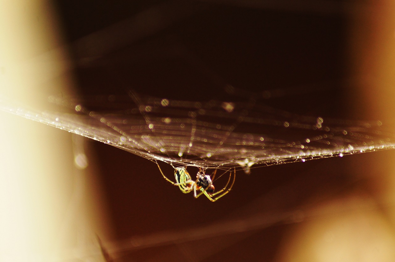 Image - insects nature armenia the india