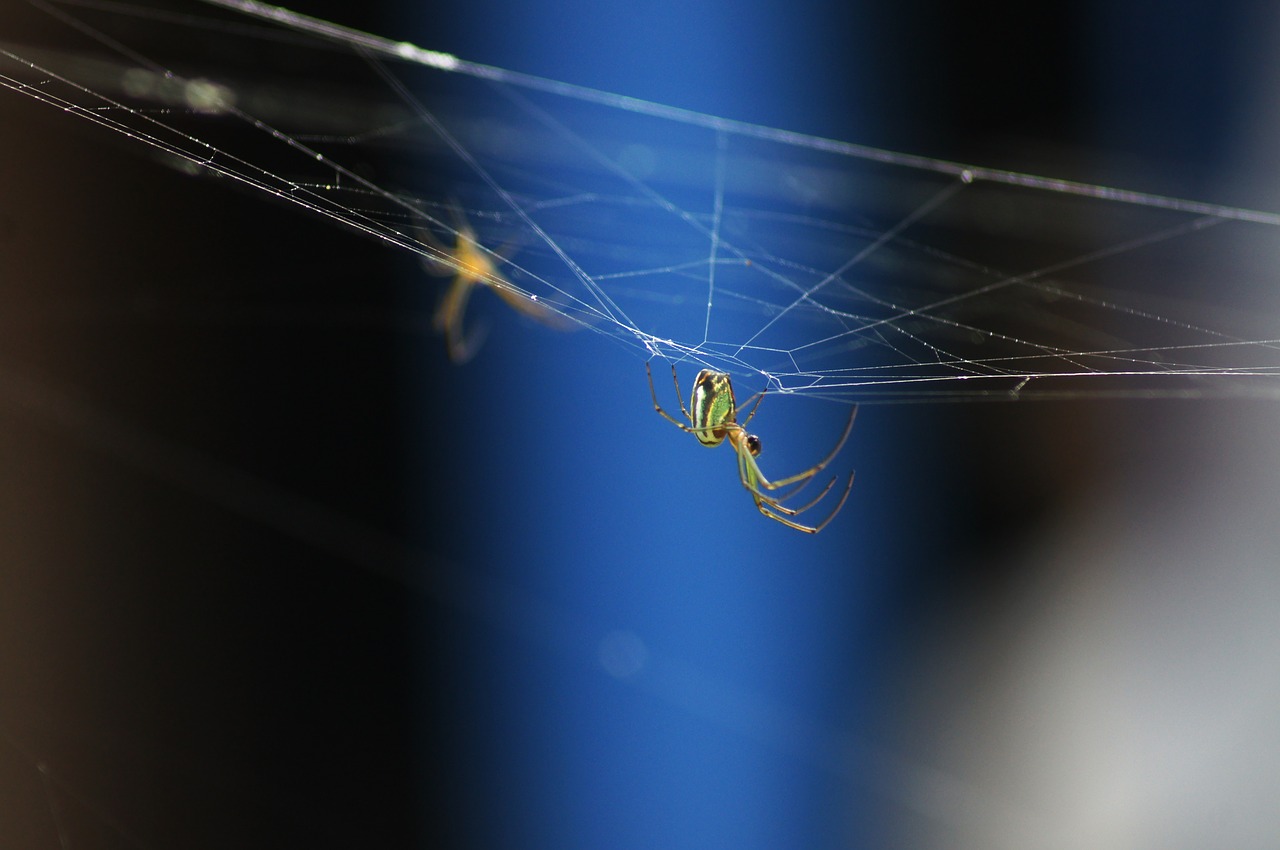 Image - insects nature armenia the india