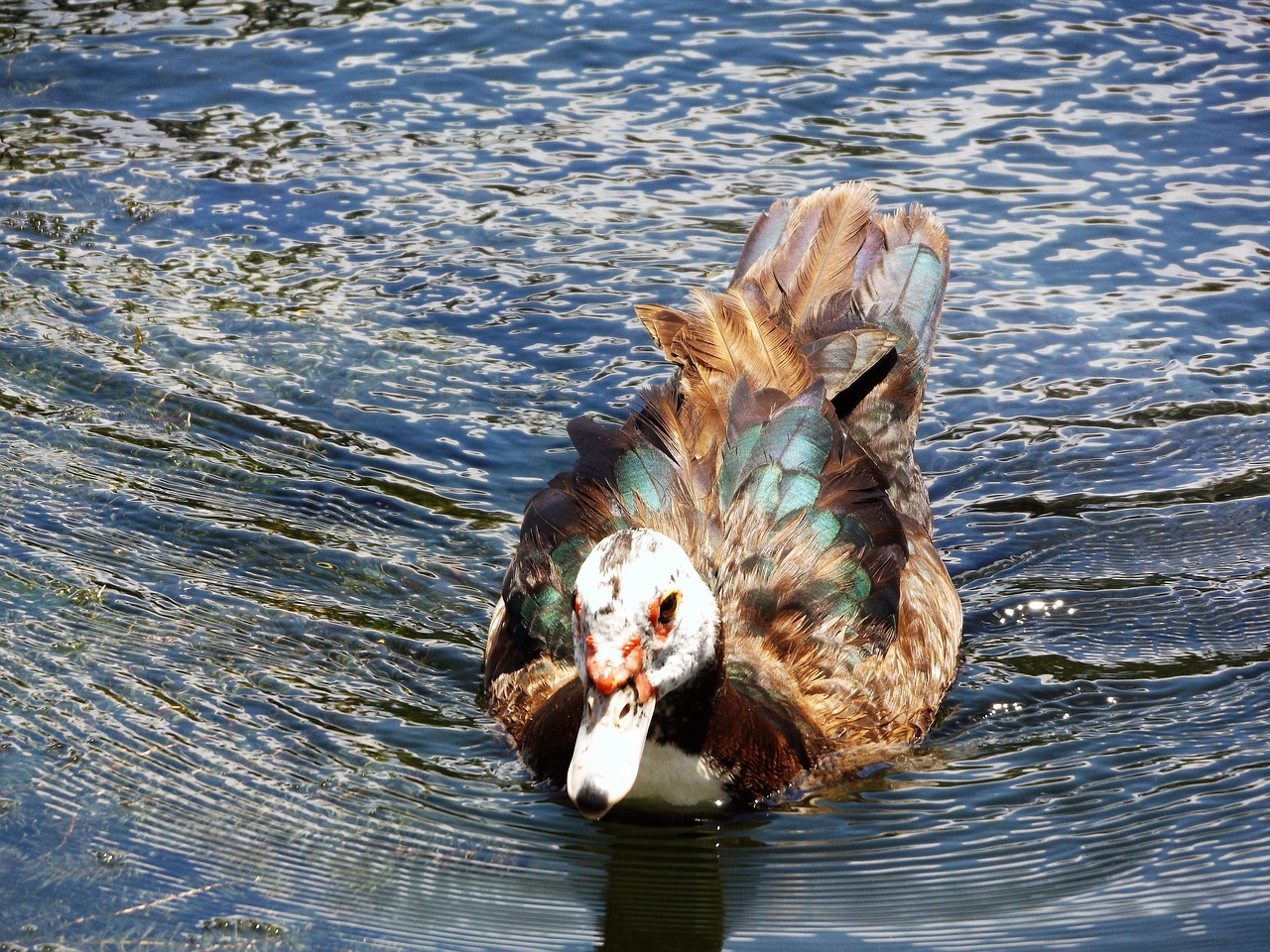 Image - ducks nedando in lake