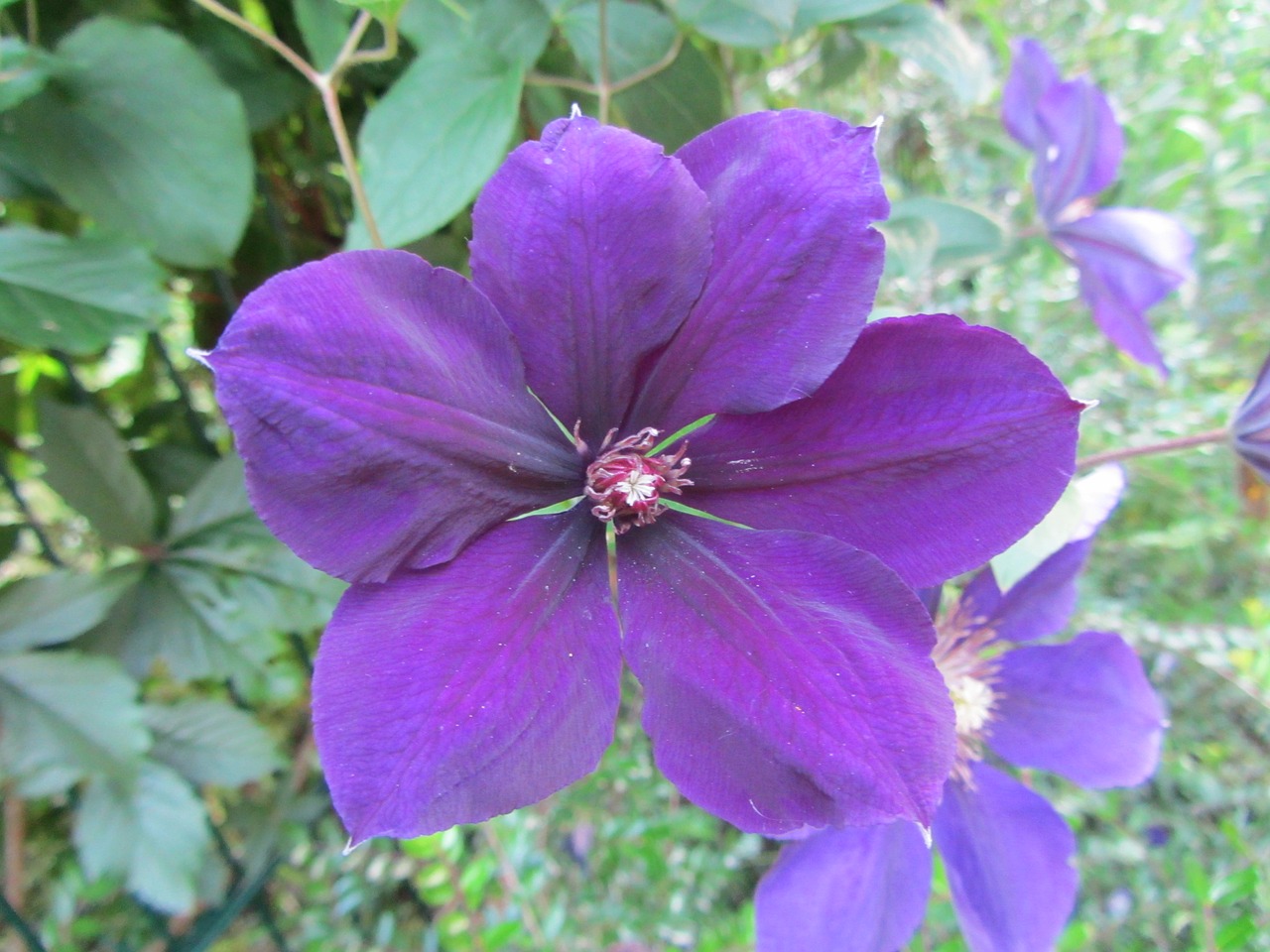 Image - hibiscus flower nature violet