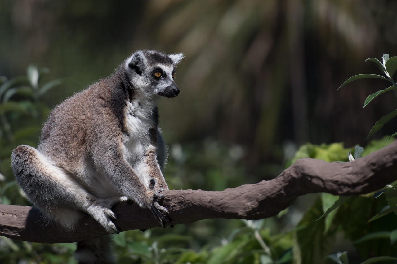 Image - lemur wildlife madagascar fauna