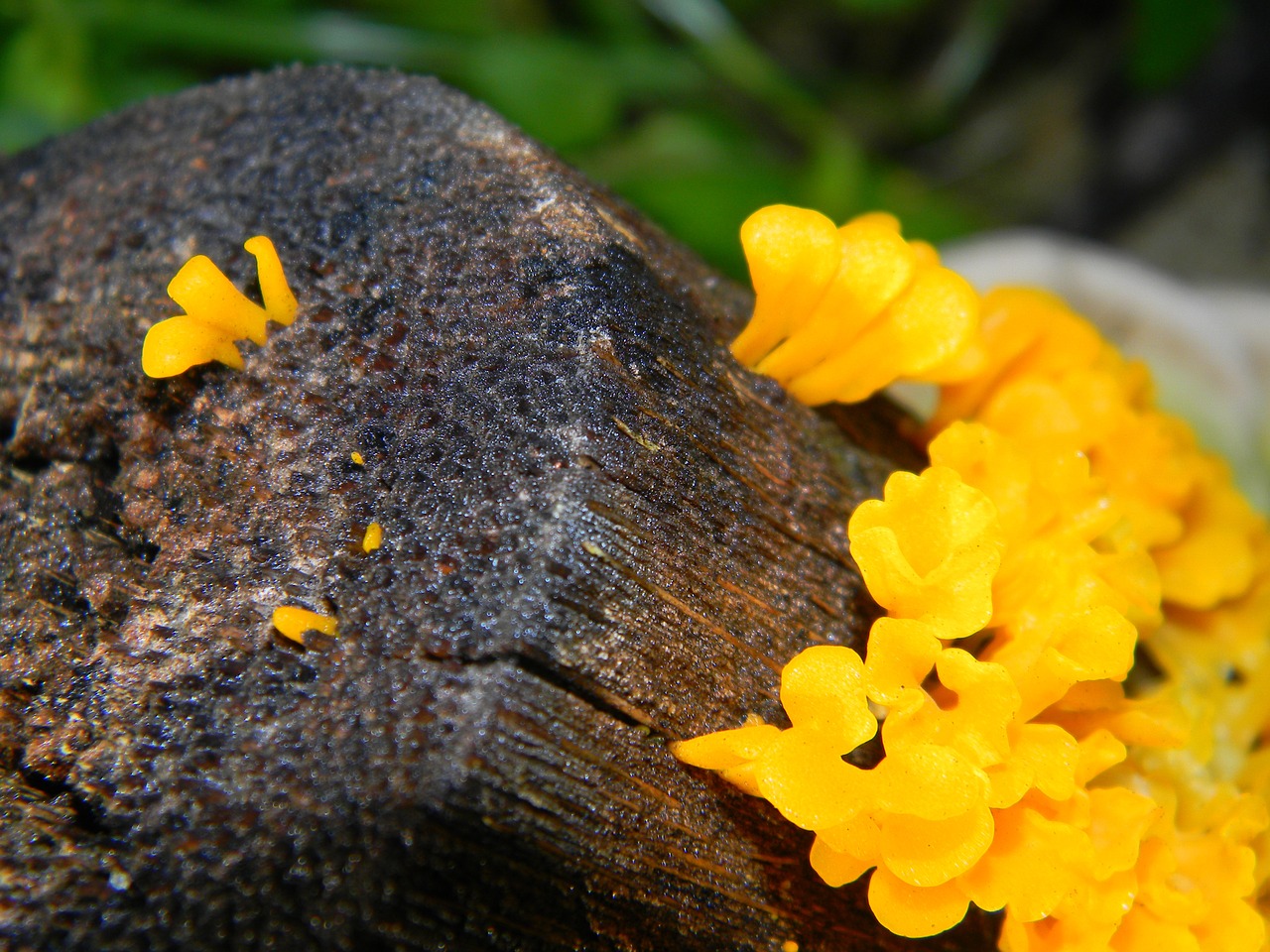 Image - fungi mushroom food fresh fungus