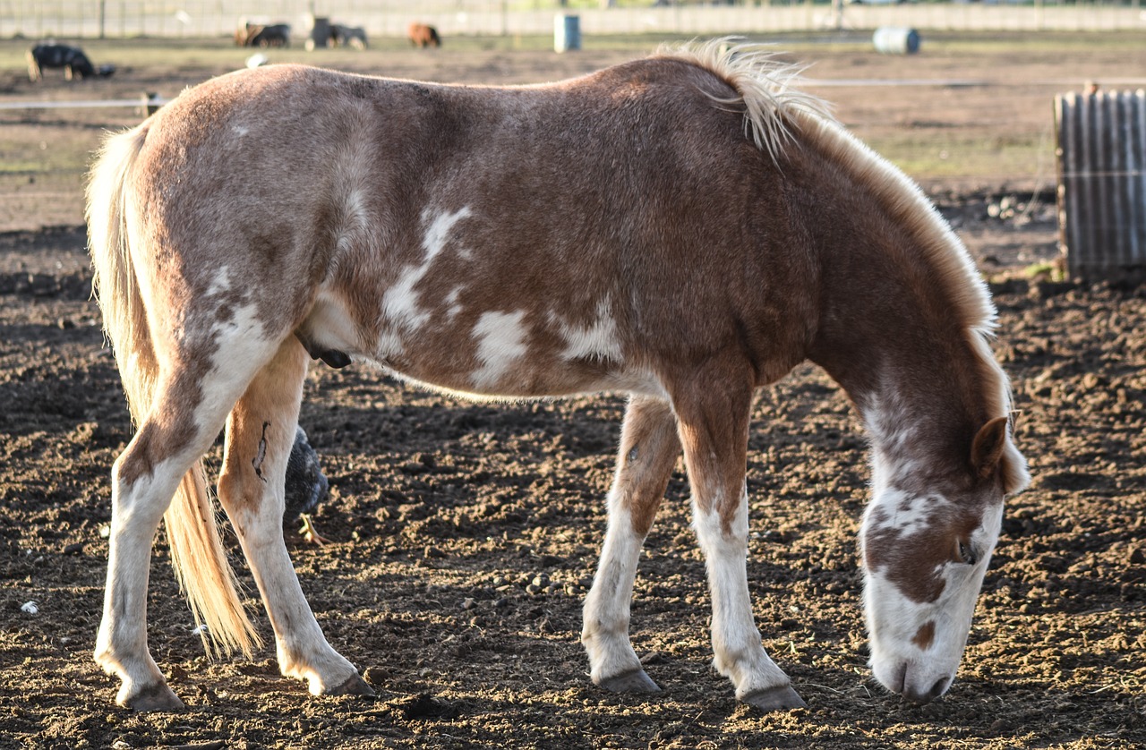 Image - equine animal four legged eating