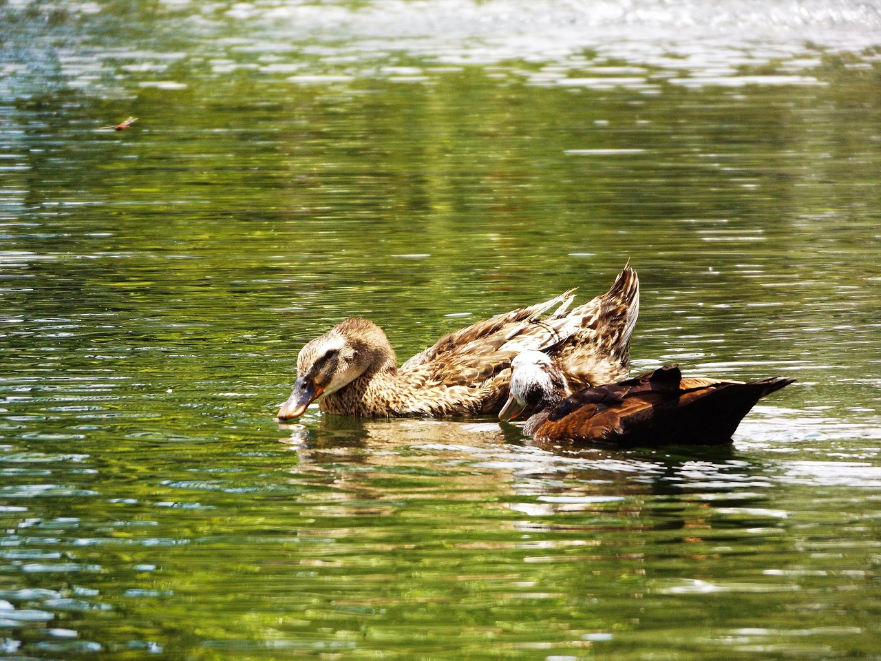 Image - ducks of the lake vrde