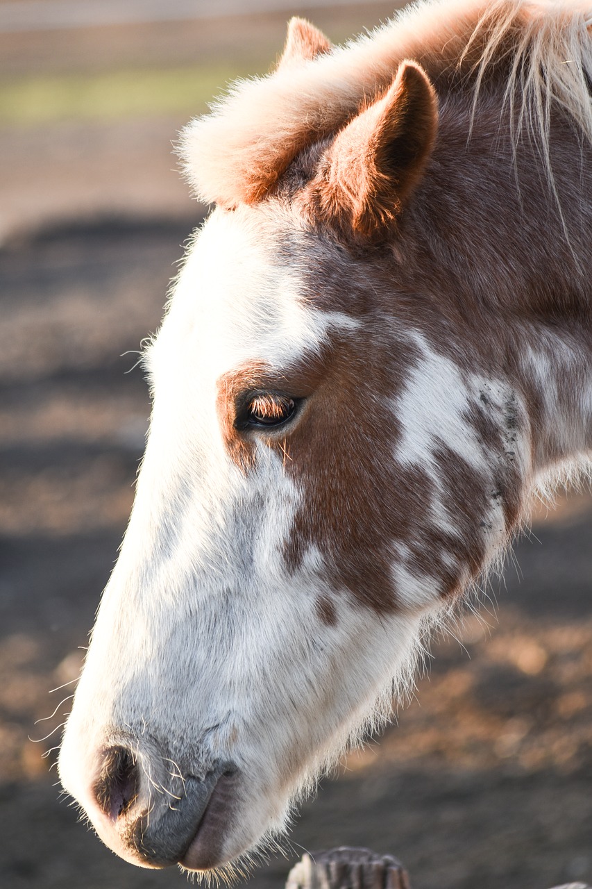 Image - equine animal four legged crin