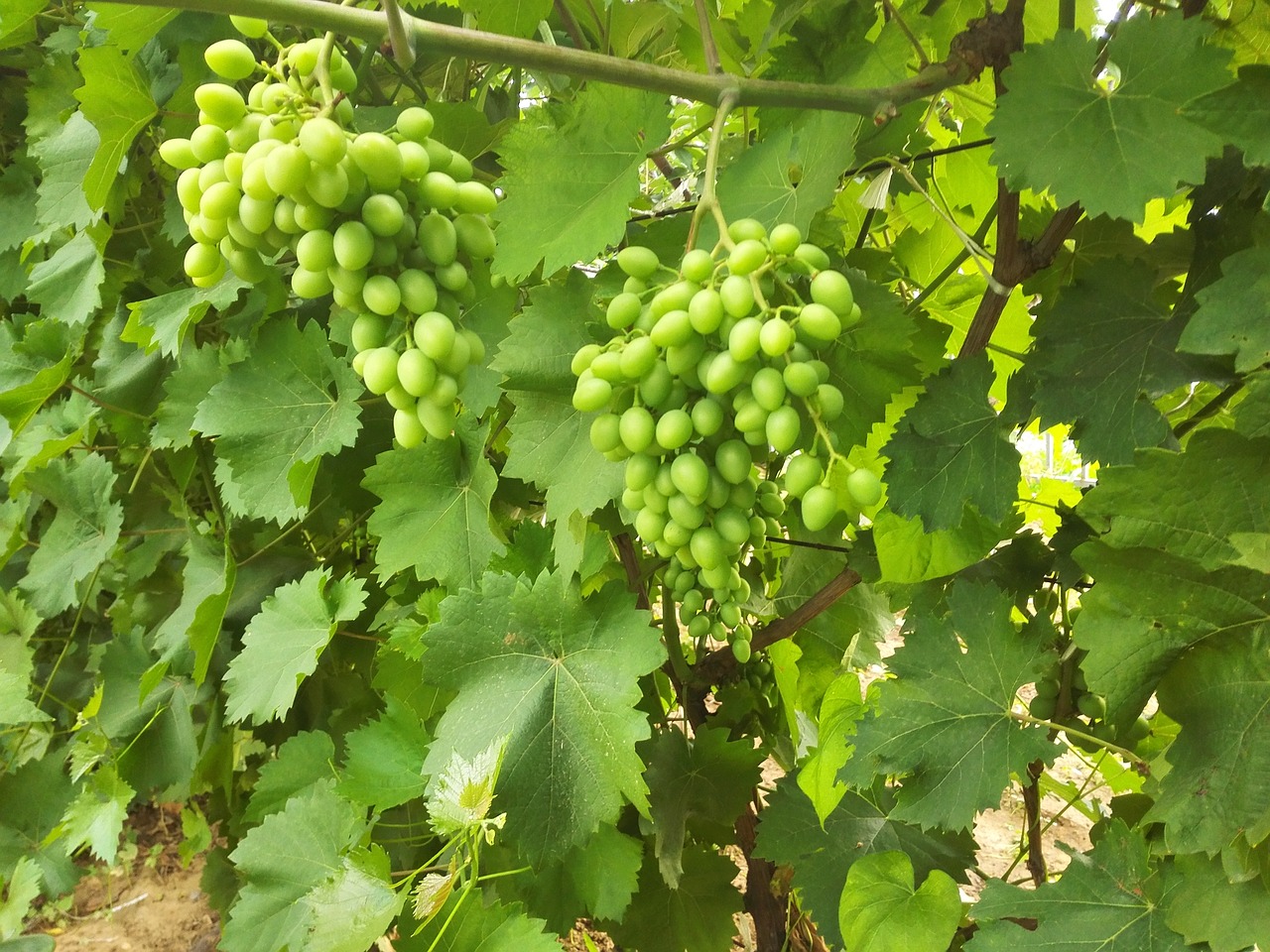 Image - plant grape green summer