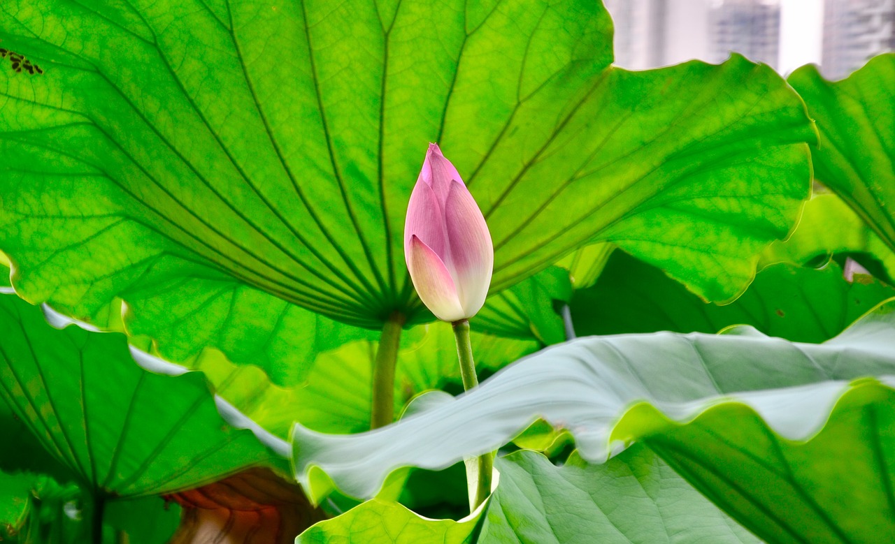 Image - lotus views still life