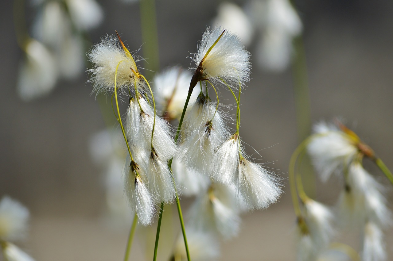 Image - bodensee the beach hair grass