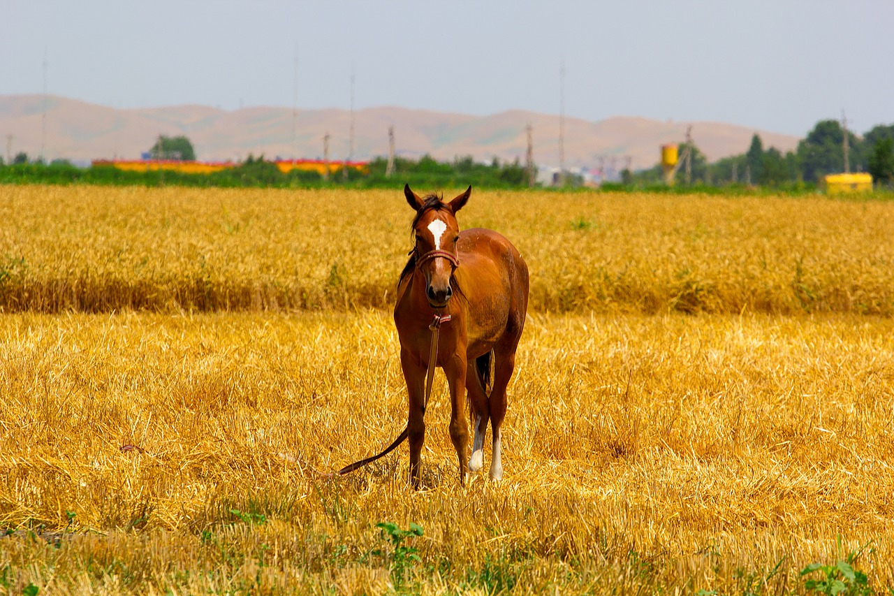 Image - horse fields brown nature animal