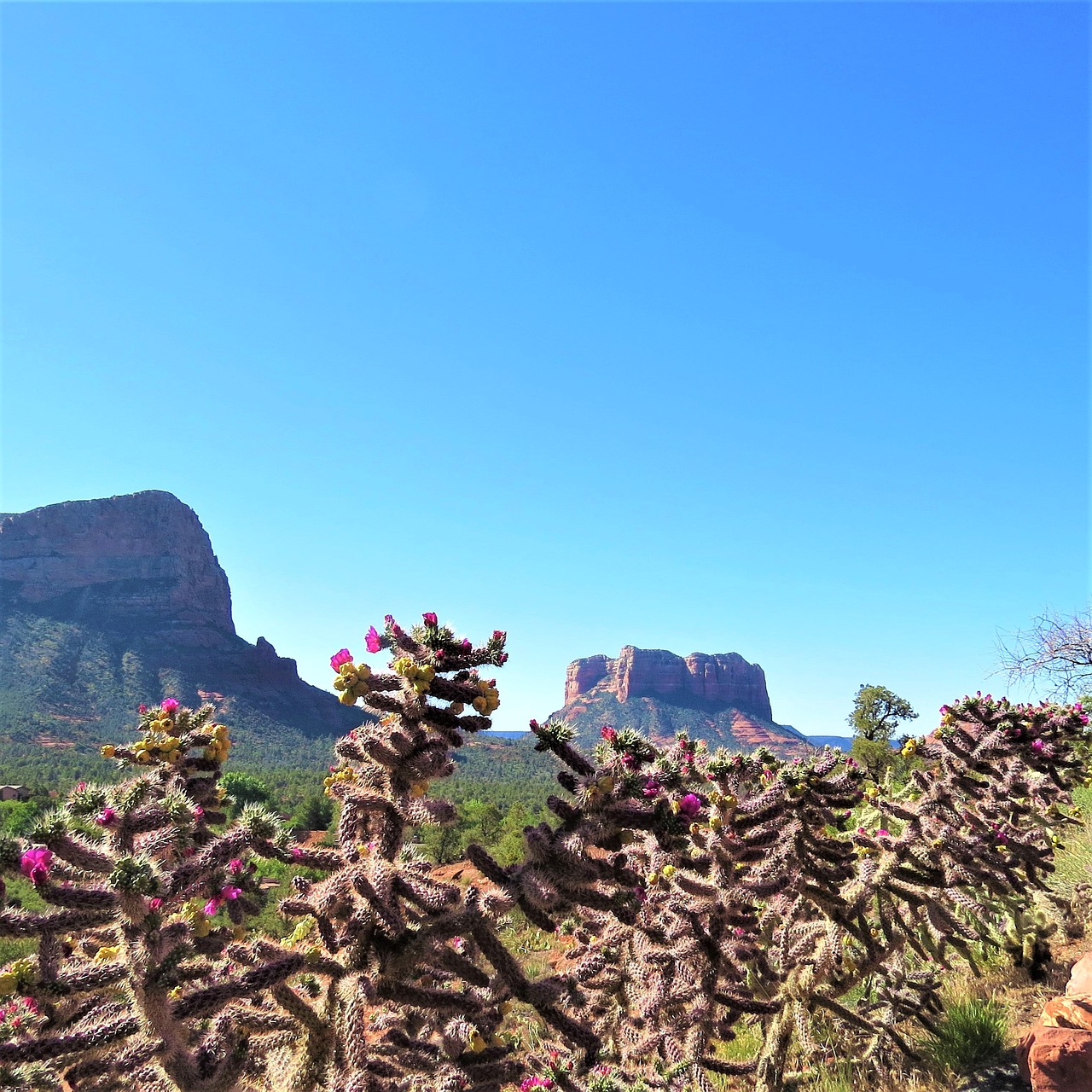 Image - cactus flowers sedona arizona