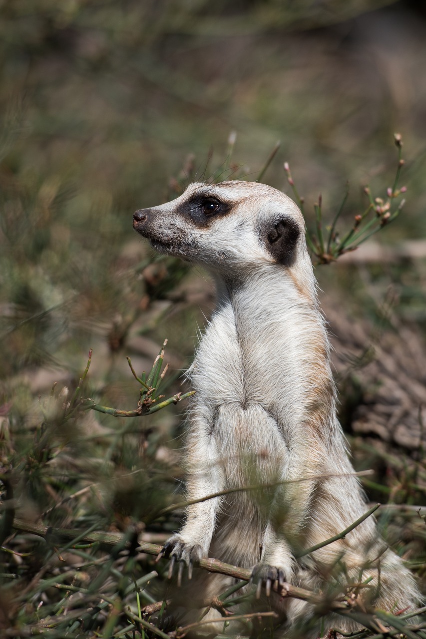 Image - meerkat wildlife animal african