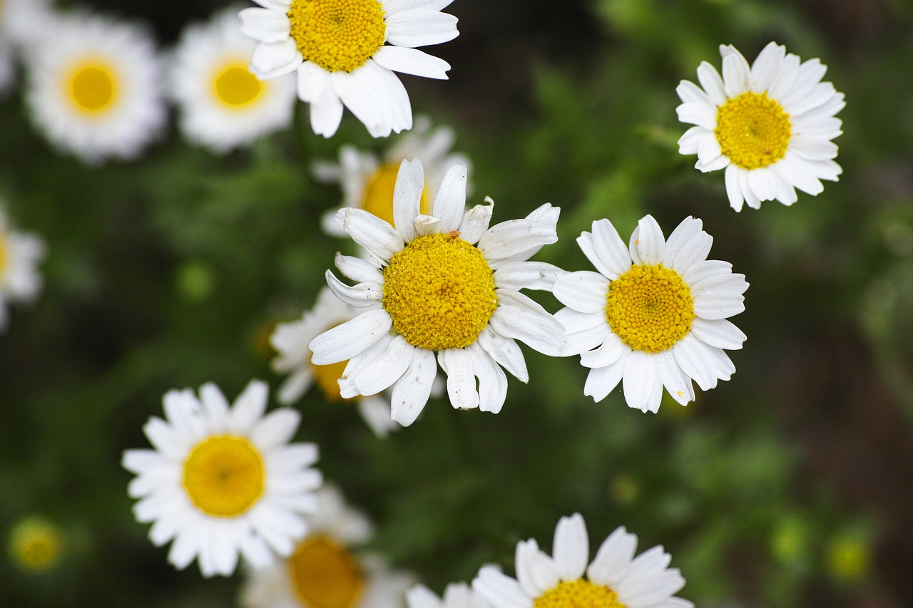 Image - flower spring flowers nature
