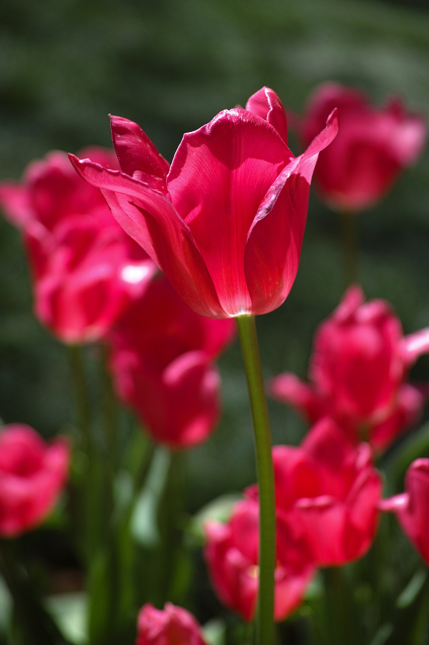 Image - red flower tulips spring flowers