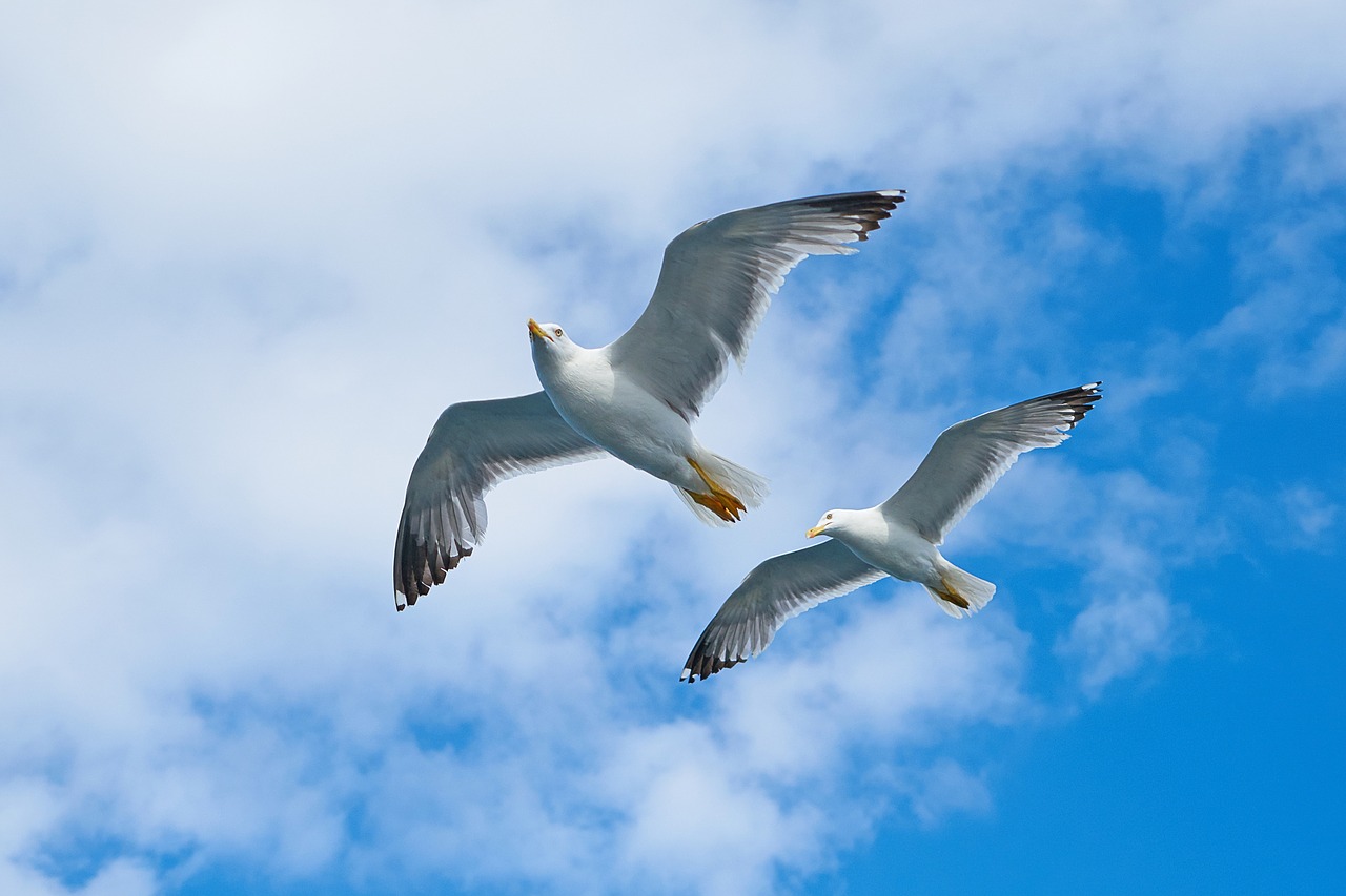 Image - seagull bird gulls sky animal