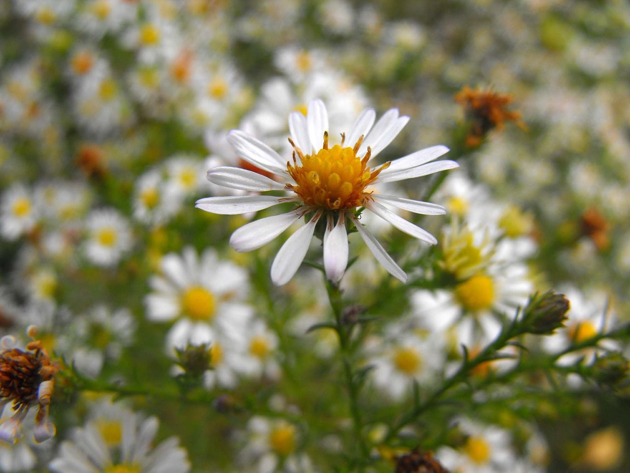 Image - garden flowers margarétky daisy