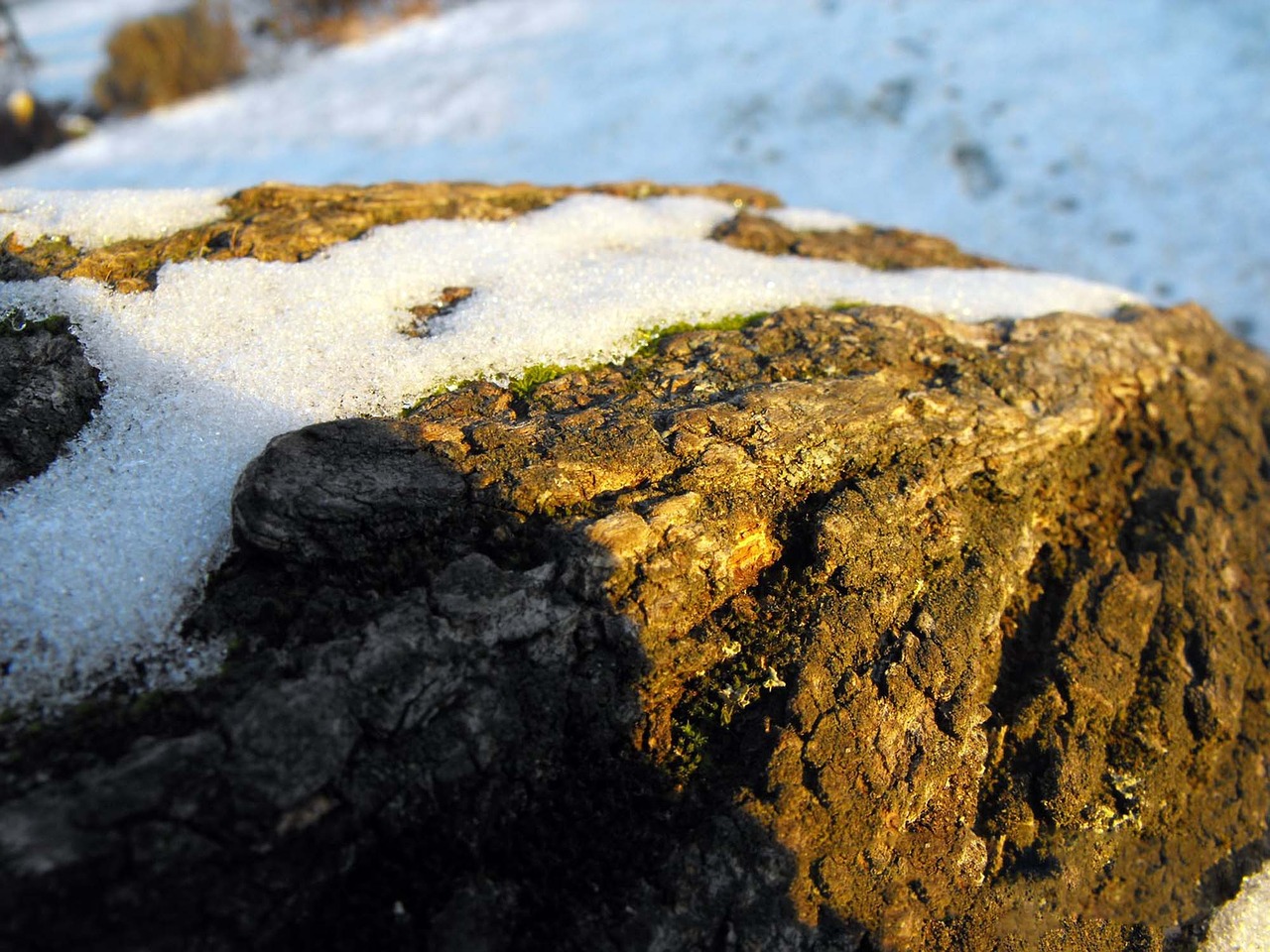 Image - bark tree tribe snow