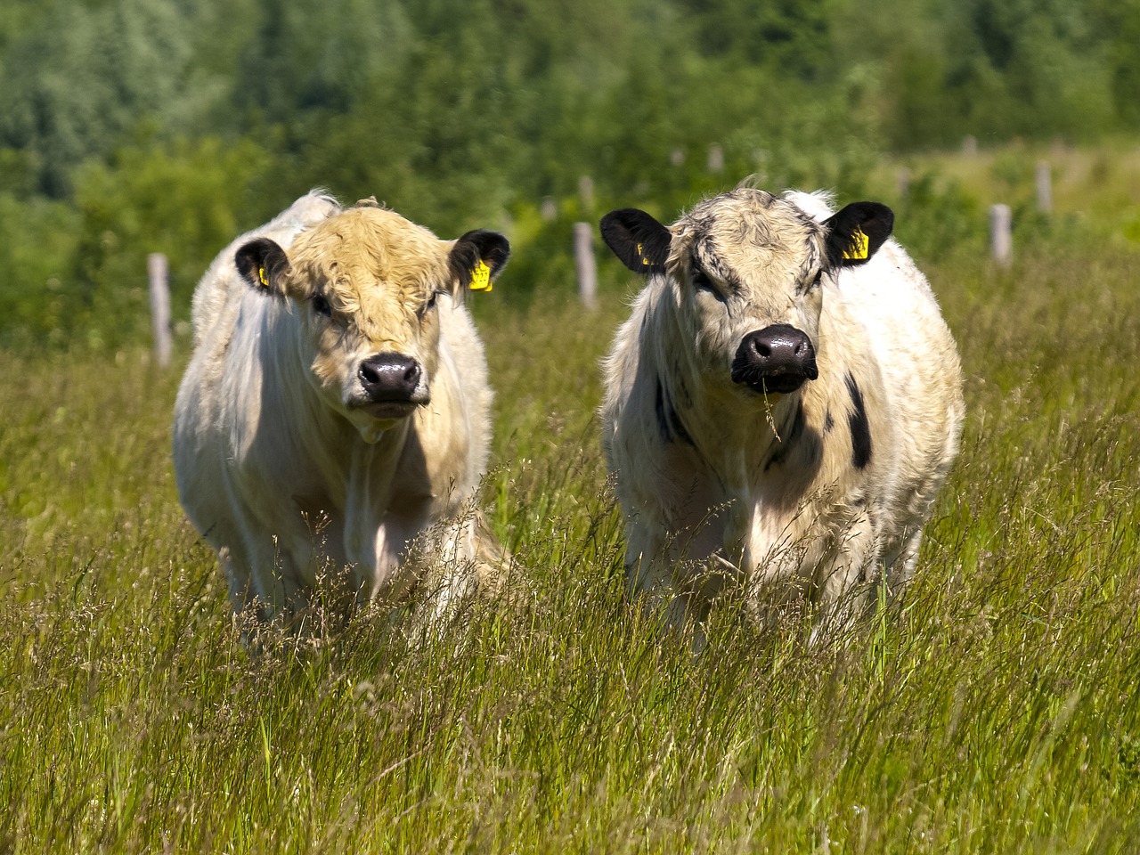 Image - galloway beef livestock weidetier