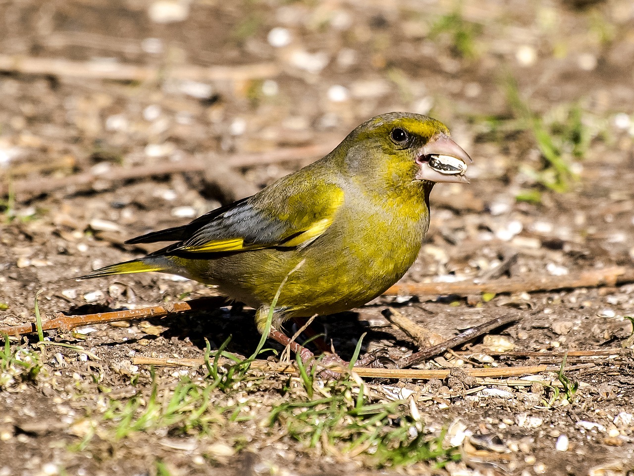 Image - greenfinch fink bird garden bird