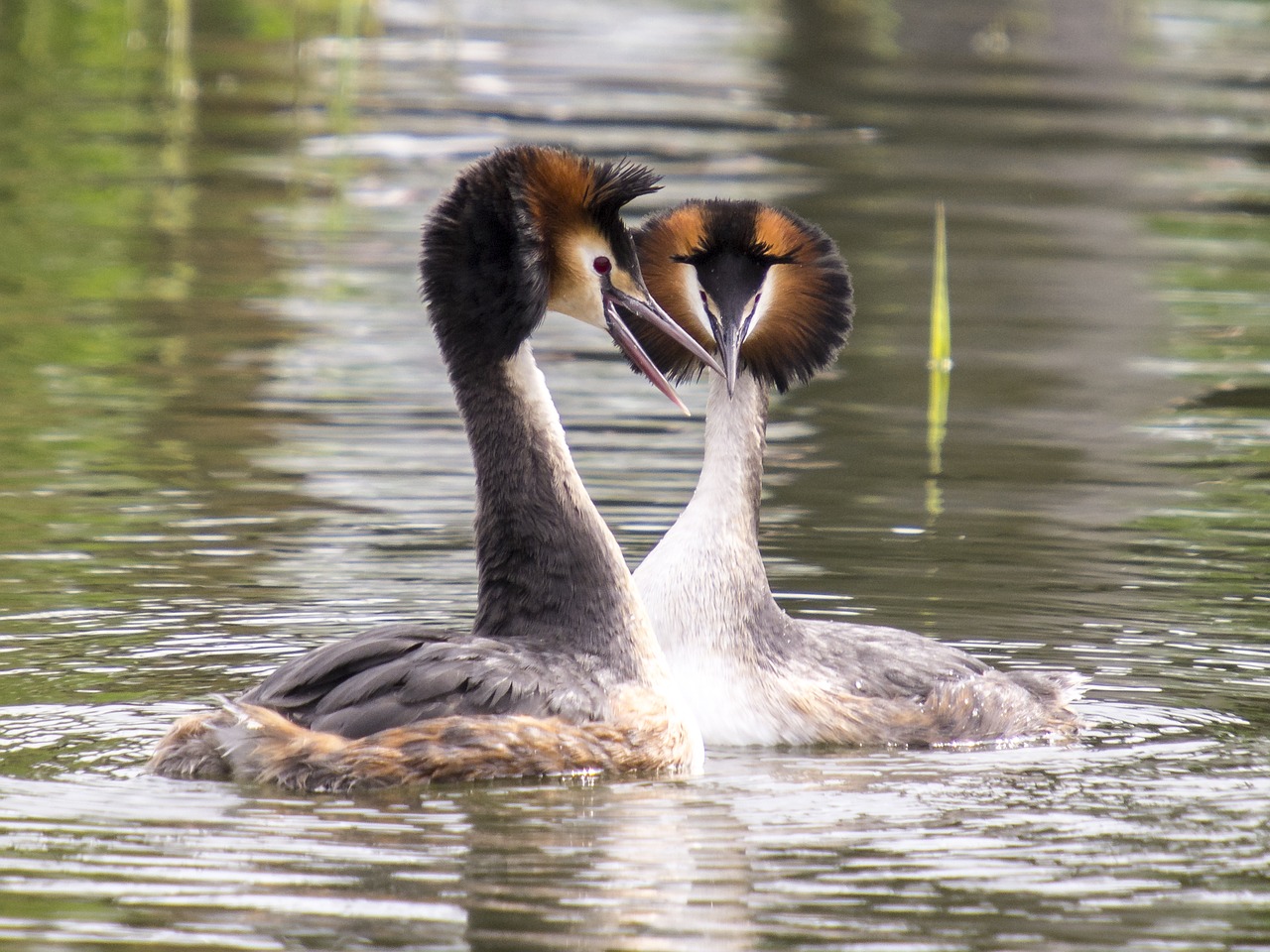 Image - great crested grebe water bird bird