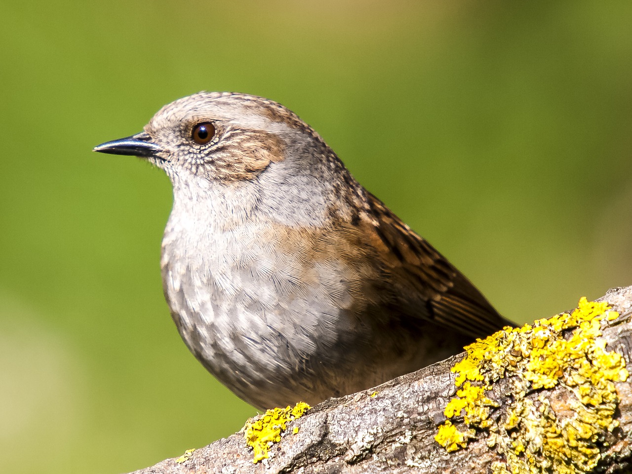 Image - dunnock bird songbird garden bird