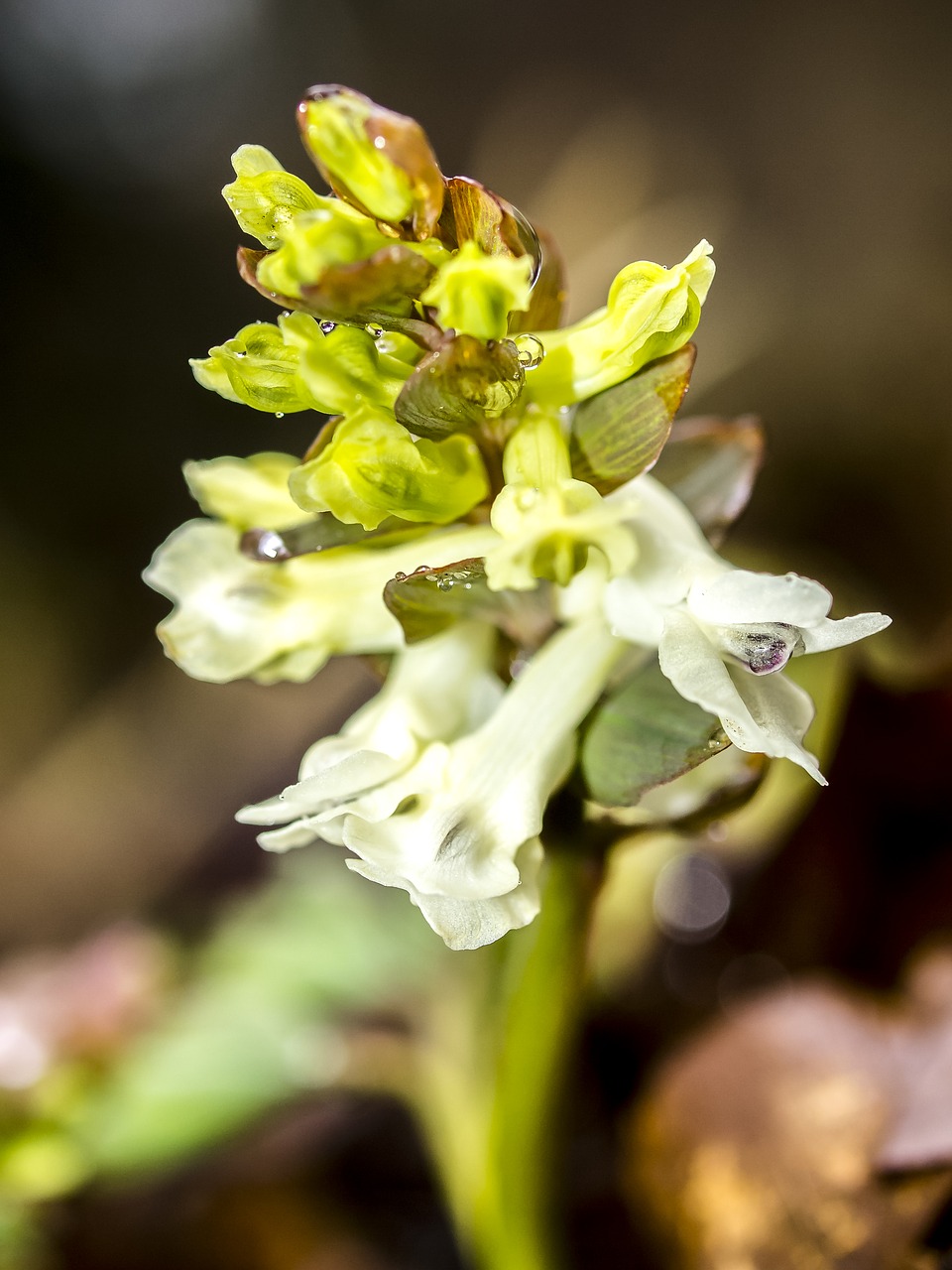 Image - corydalis flower blossom bloom