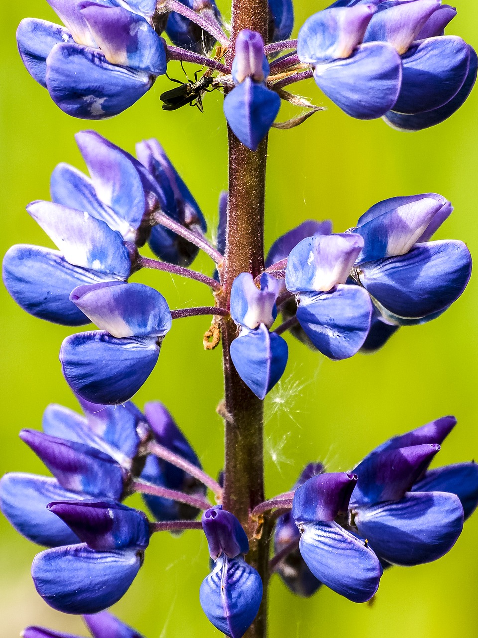 Image - lupine flower blossom bloom plant