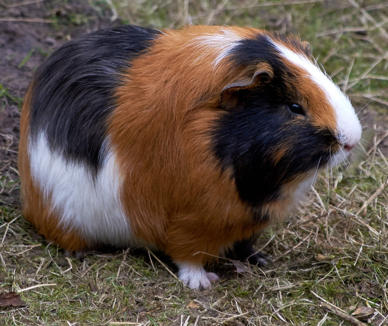 Image - guinea pig rodent mammals nature