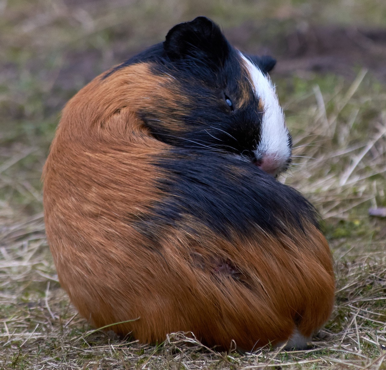 Image - guinea pig rodent mammals nature