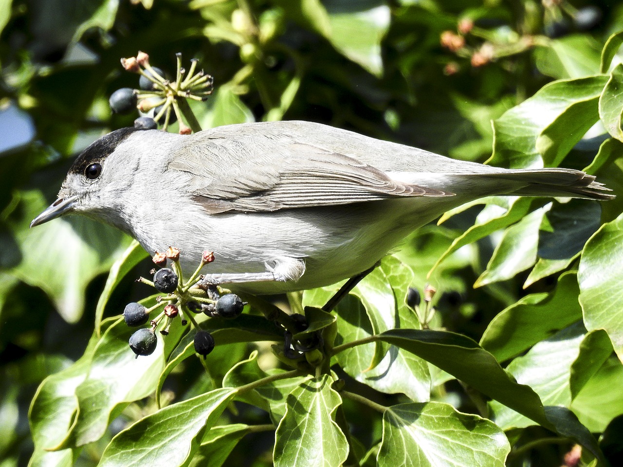 Image - blackcap bird songbird garden bird