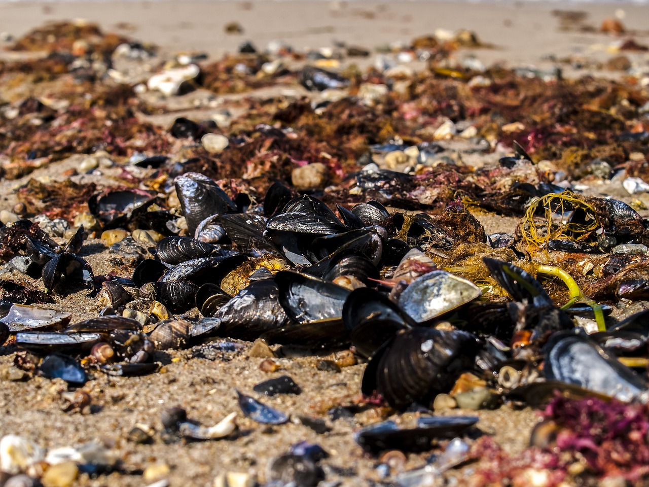 Image - mussels sea sand landscape