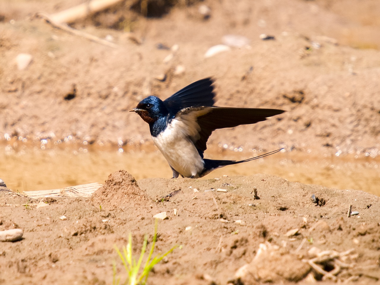 Image - martin schwalbe bird nature animal