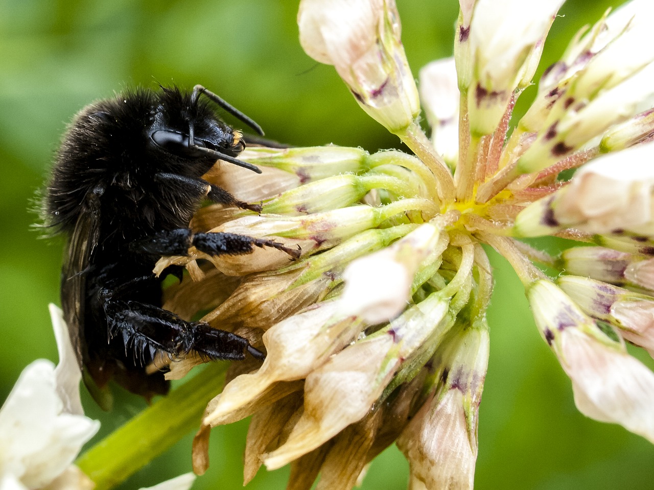 Image - stone hummel hummel insect nature