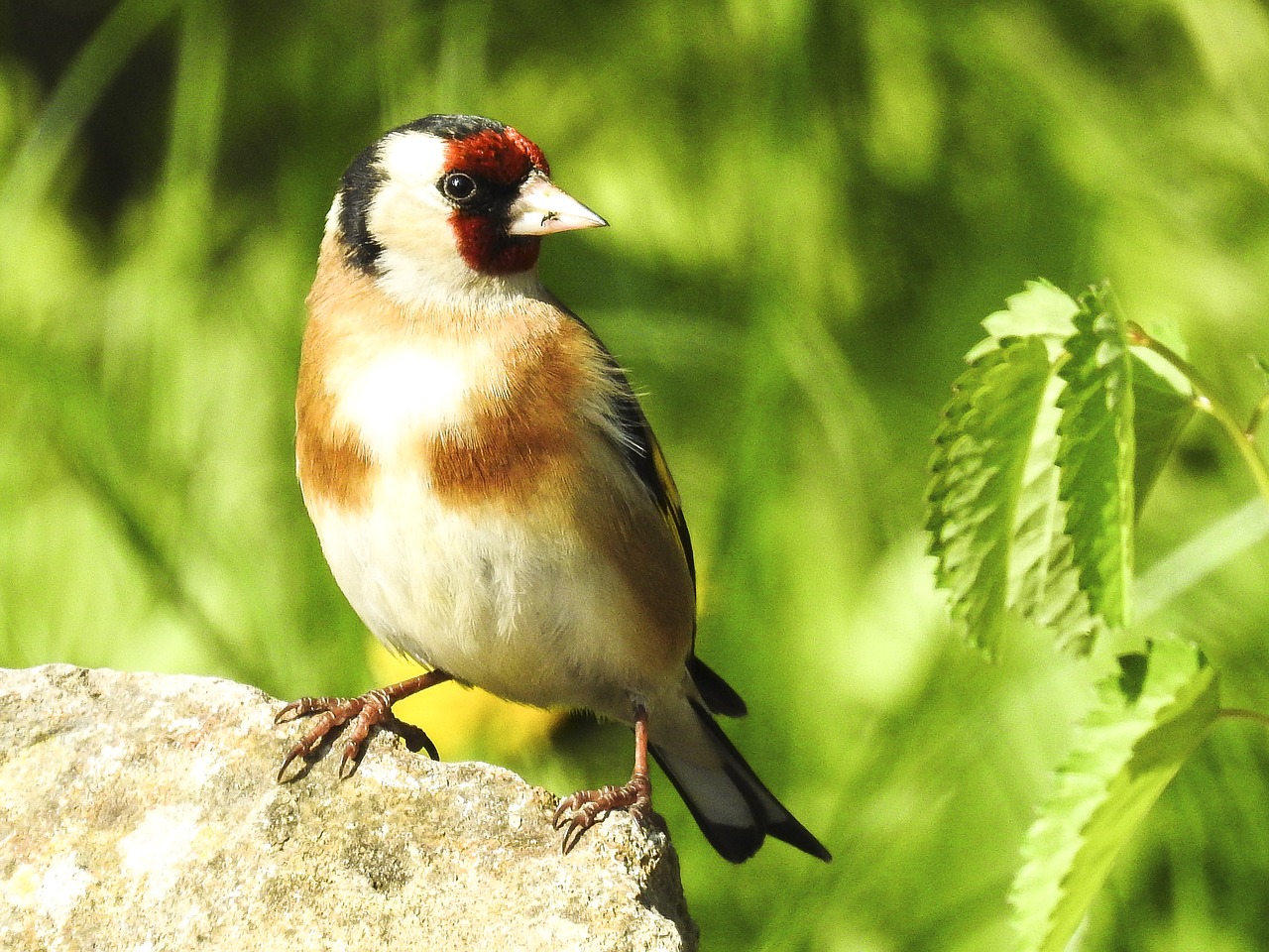Image - stieglitz bird songbird garden bird