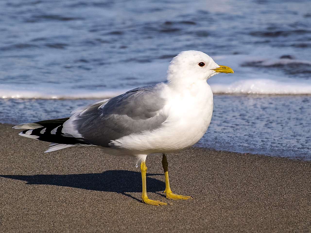 Image - mew gull seagull bird water bird