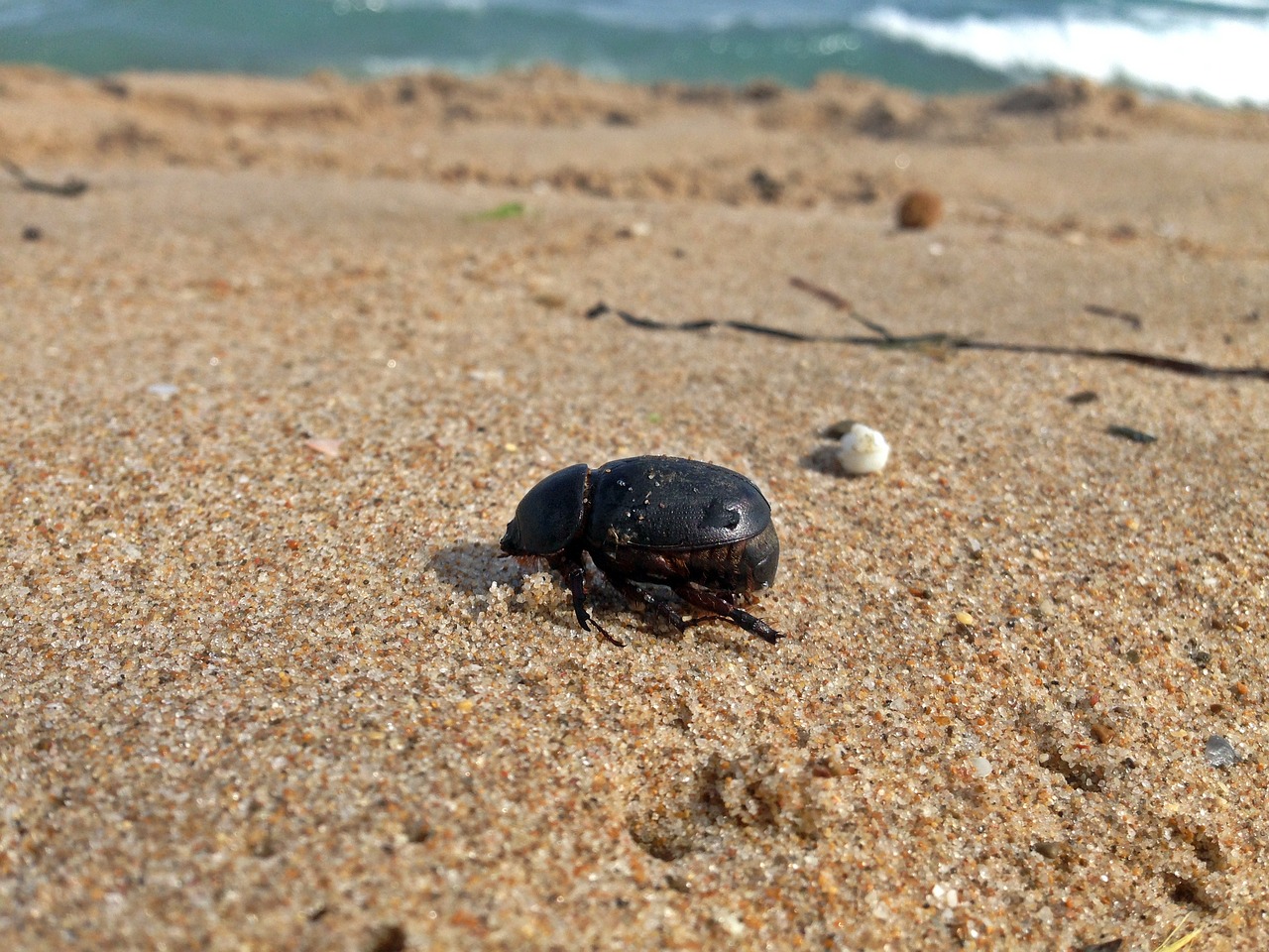 Image - sea mediterranean beetle beach