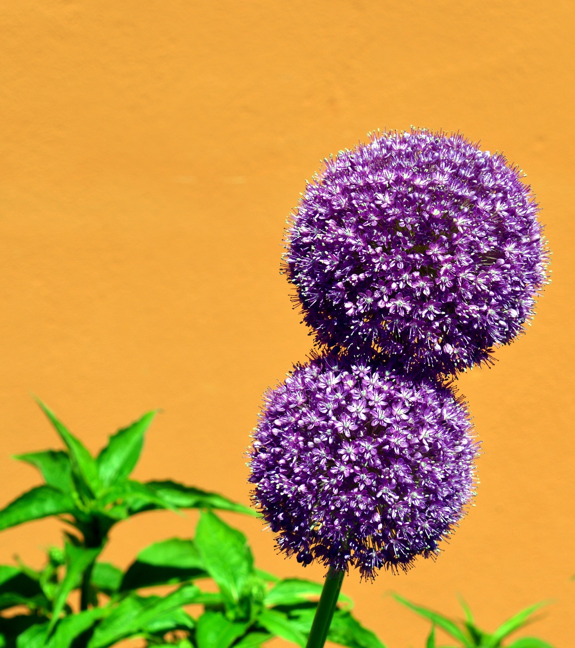 Image - ornamental onion early violet