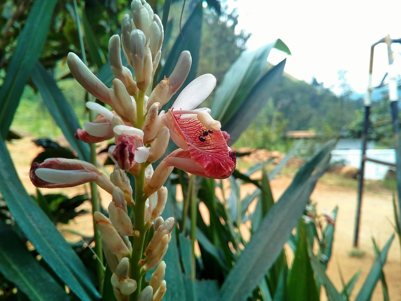 Image - flower nature village white