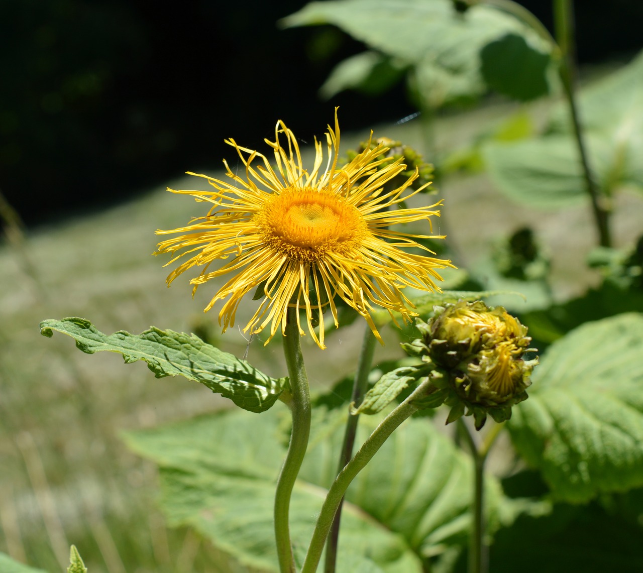 Image - inula big elecampane inula magnifica