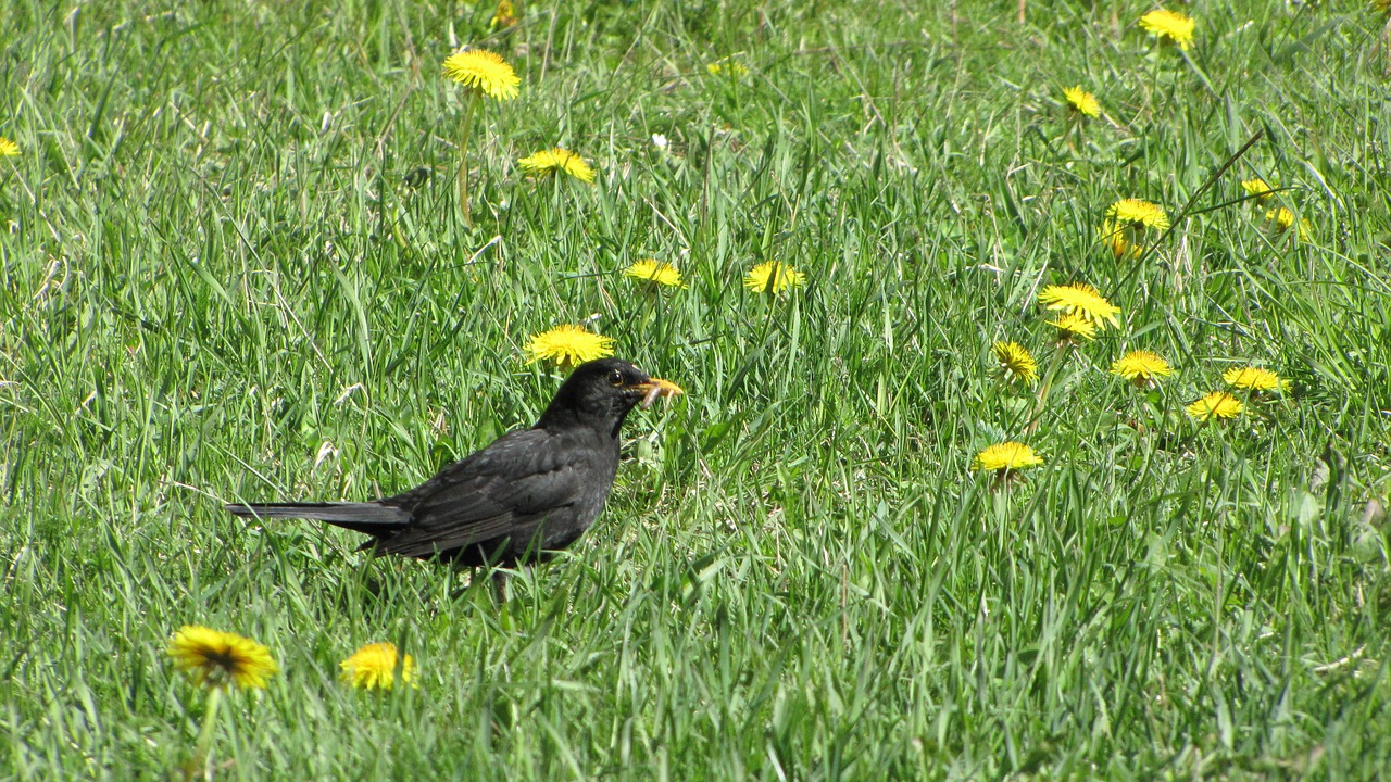 Image - blackbird black bird bird lawn