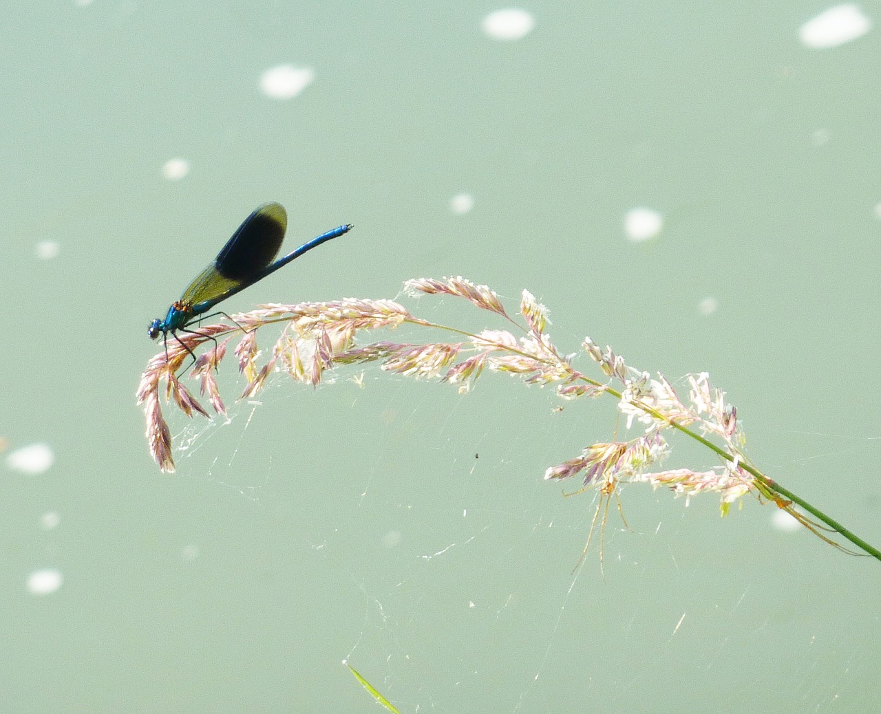 Image - demoiselle dragonfly water spring