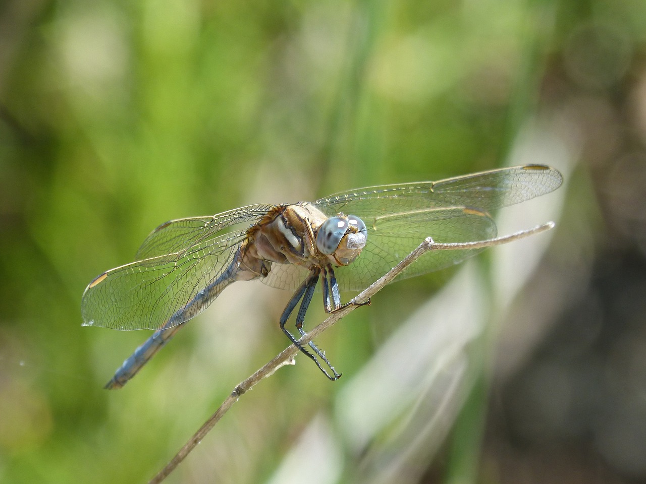 Image - dragonfly blue dragonfly