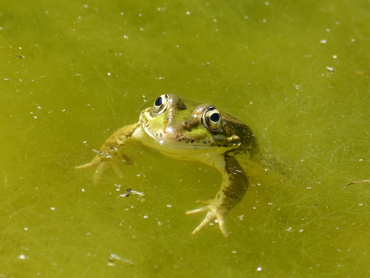 Image - frog raft algae green frog