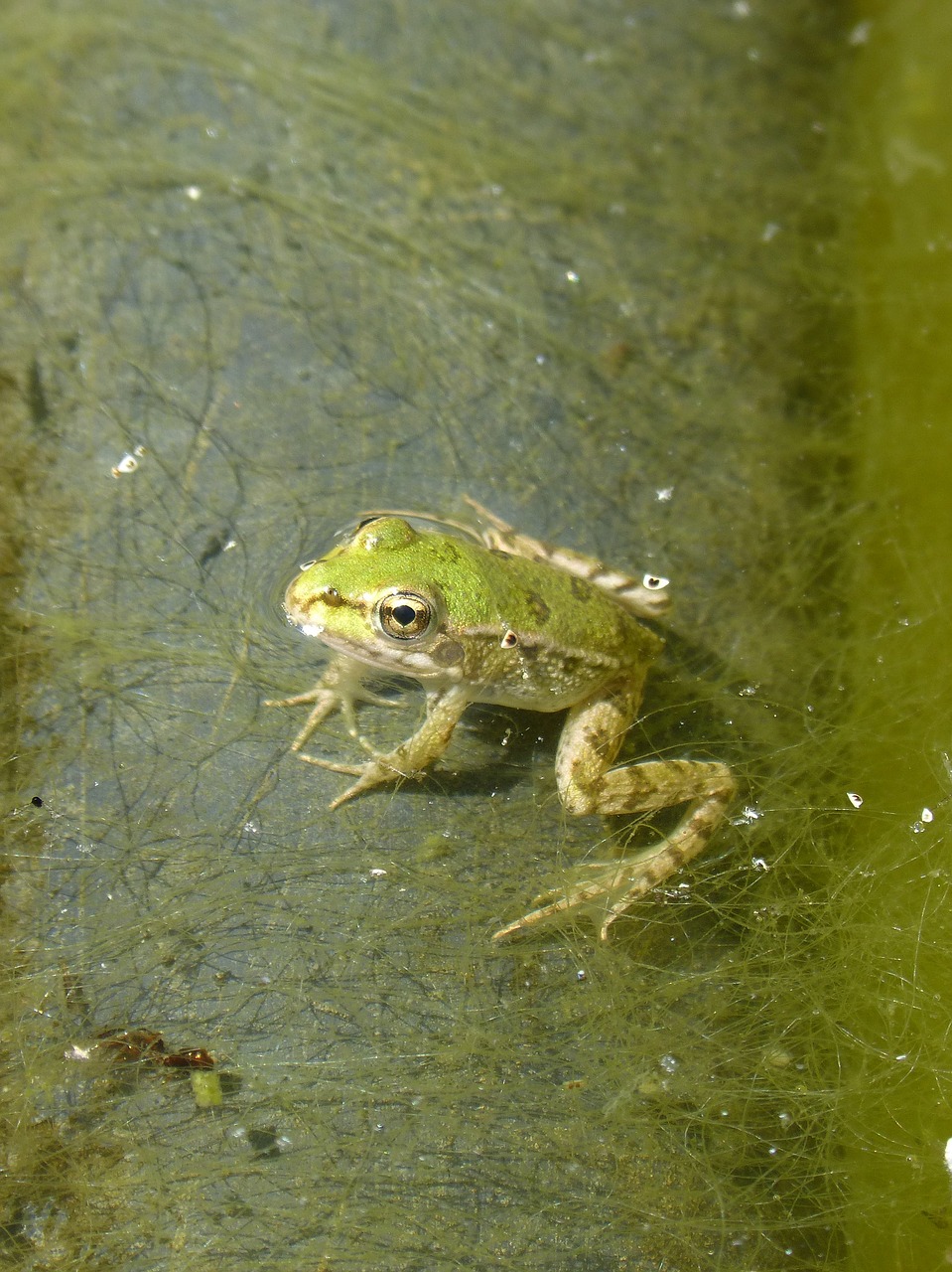 Image - frog batrachian small raft algae