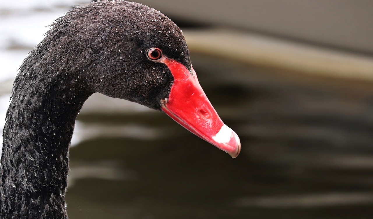 Image - mourning swan swan black black swan