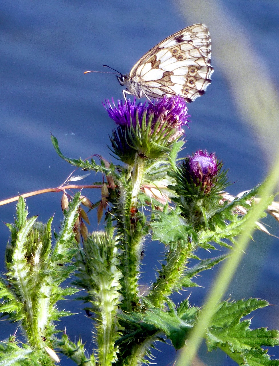 Image - spring river water butterfly