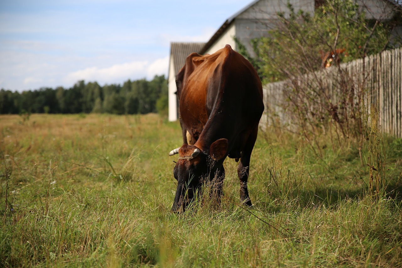 Image - cow meadow animal village kennel
