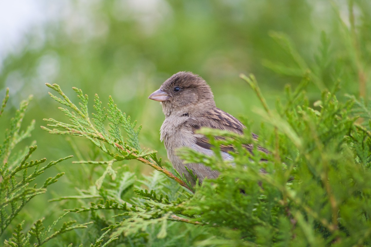 Image - sparrow bird tree thuja nature